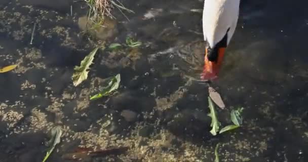 Elegante Cisne Blanco Natación Agua Del Estanque — Vídeo de stock