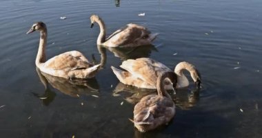 güneşli bir gün, kuğular gölet üzerinde göl su Kuğu