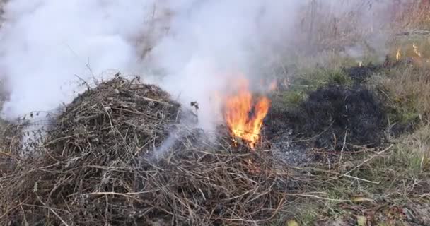 Erba secca che brucia in un terreno di giardino — Video Stock