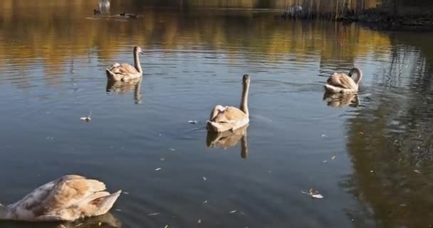 화창 한 날 호수 의물 위에 떠 있는우아 한 백조 — 비디오
