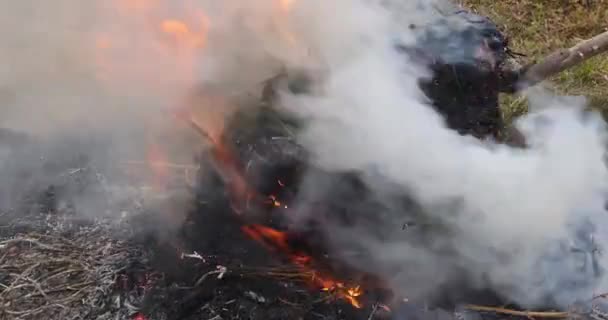 Luftföroreningar ekologiska problem med att bränna gammalt torrt gräs i trädgården flammande torrt gräs på ett fält — Stockvideo