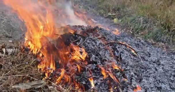 Brand i det brinnande torra gräset med stora rökmoln — Stockvideo