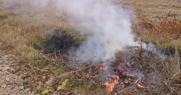 Droog gras brandt vuur en rook in weiland wild open vuur vernietigt gras — Stockvideo