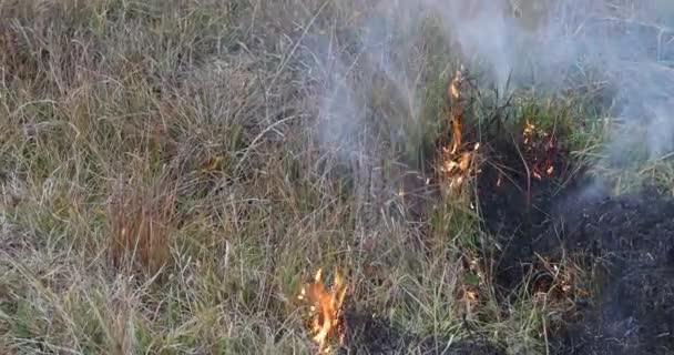 Wiosenny ogień sucha trawa pali dużo dymu — Wideo stockowe