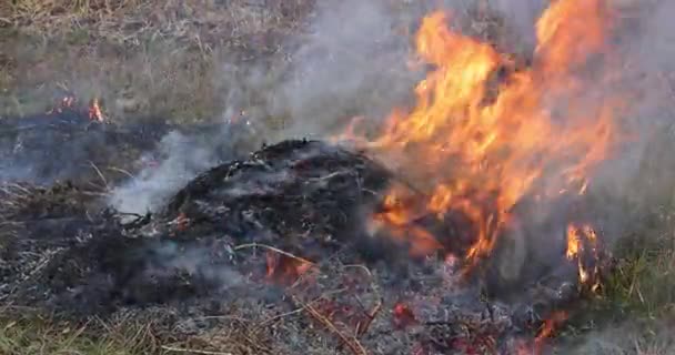 Veld wordt verbrand door boer vlammend droog gras op een akkertuin — Stockvideo