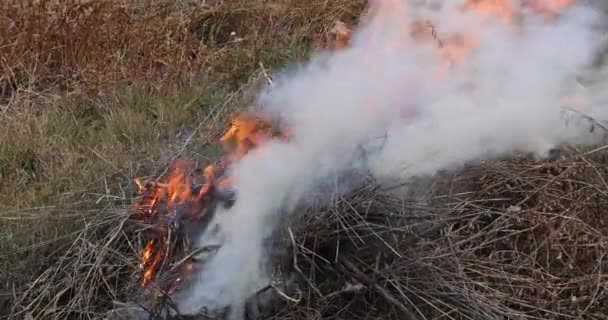 Rook stijgt op uit vuur van gevallen bladeren, gras en tuinafval tijdens de herfstschoonmaakperiode — Stockvideo