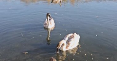 Güneşli bir günde göldeki beyaz kuğu