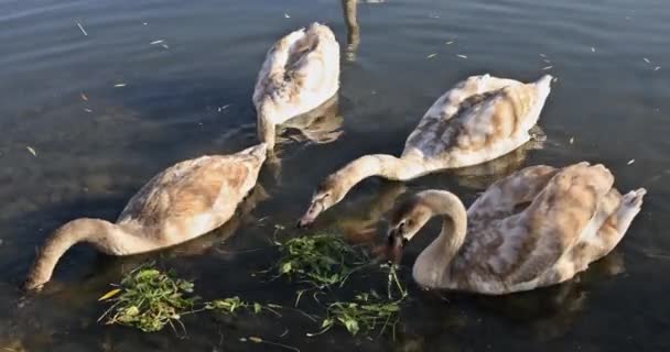 Cigno sull'acqua del lago nella giornata di sole, cigni sullo stagno — Video Stock