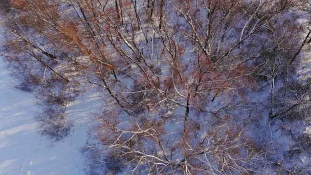 Snowy winter forest scene snow covered fir trees in heavy snowfall — Stock Video