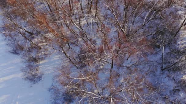 Nieve invierno bosque escena nieve cubierto de abetos en fuerte nevada — Vídeos de Stock