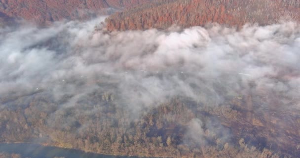 Misty δάσος στην πλαγιά του βουνού σε μια καταπληκτική φύση — Αρχείο Βίντεο