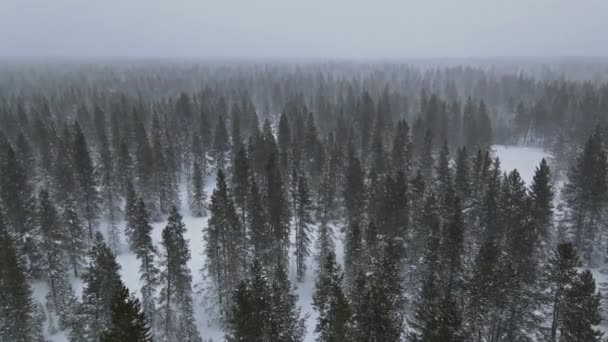 Bella foresta innevata, paesaggio invernale nelle montagne invernali durante le nevicate — Video Stock
