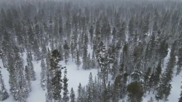 降雪时森林里有树木的冬季景观 — 图库视频影像