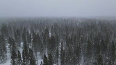 Karlı dağlardaki ormanlarda kış boyunca kar yağışı görülür.