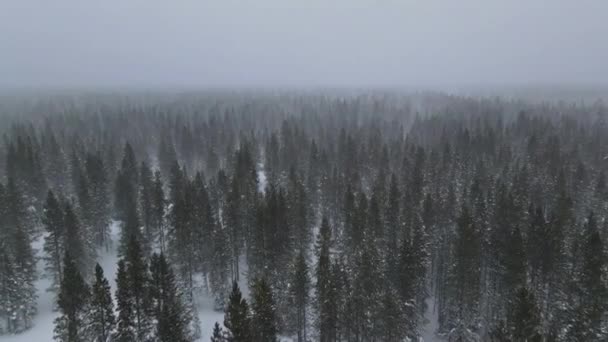 Forest in the snowy mountains with during winter snowfall the aerial view — Vídeo de Stock