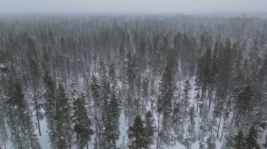 Kar yağışı sırasında karla kaplı dağlardan oluşan orman manzarası