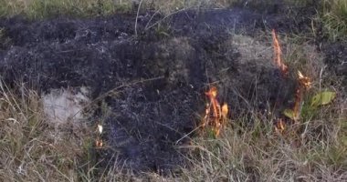 Mevsimlik baharda gezegenimizin ekolojik felaketi ile çimenleri yakmak doğal bir tehlike.