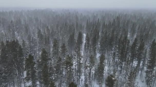 Пейзаж с зимним горным лесом во время снегопада — стоковое видео