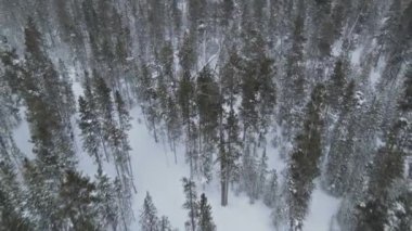 Kış ormanlarında kar yağışı ve panorama dağları