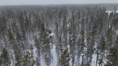 Karla kaplı kışın hava manzarası karlı havada dağlarda ağaçların dallarını ormanla kaplıyor.