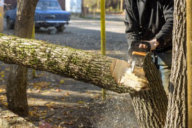 Kasırgadan sonra ağaç gövdesini kırdı. İşçi testereyle kesti.