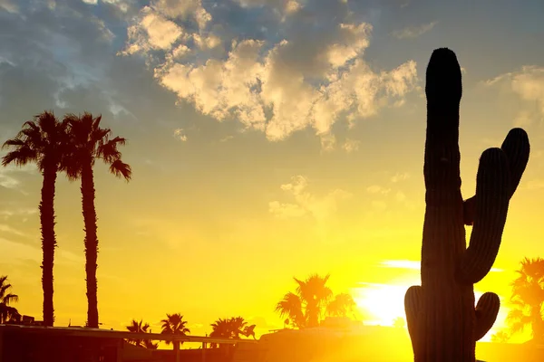 美丽的夕阳西下的天空 轮廓轮廓中的棕榈树与Saguaro仙人掌在亚利桑那州 — 图库照片