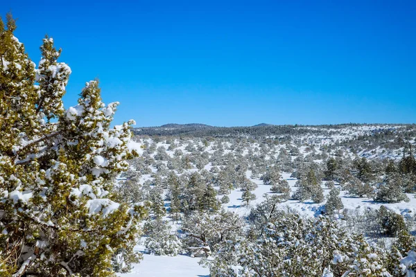 Paisaje Invernal Del Parque Nacional Los Árboles Nieve Largo Arizona — Foto de Stock