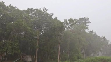 Şiddetli tropikal yağmur damlaları çatıya düşüyor.