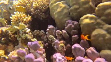 Mercan resiflerinin tropik sualtı manzarasında yaşam.