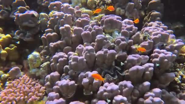Mořská voda s korálovým útesem krásná podvodní krajina — Stock video