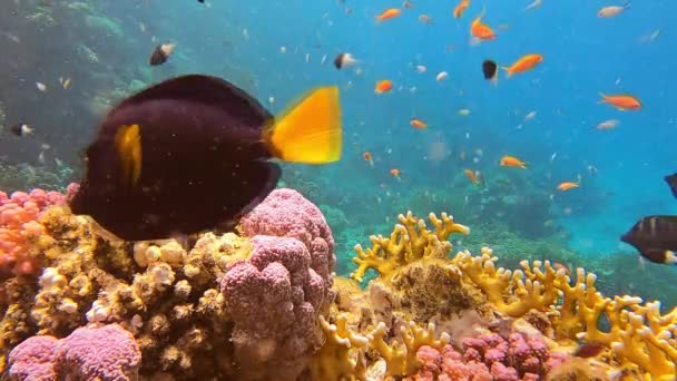 Színes trópusi hal élettel a korallzátonyon — Stock videók