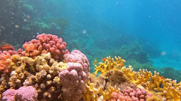 Unterwasserpanorama in einem flachen Korallenriff mit tropischem Fischleben — Stockvideo