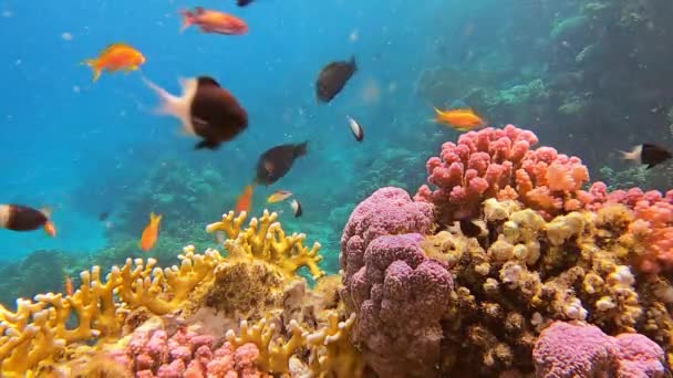 Arrecife de coral oceánico bajo el agua en peces tropicales a la luz del sol — Vídeos de Stock