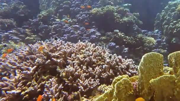 Maravilloso mundo submarino con corales peces tropicales de arrecife — Vídeos de Stock