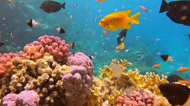Коралловый риф красивый подводный пейзаж с морской водой — стоковое видео
