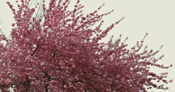 Sakura Japón la flor del cerezo en las flores llenas de flores en los racimos pequeños sobre la rama — Vídeo de stock