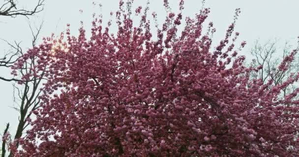 Vacker naturskön park på våren på vacker natur scen med blommande blommor Sakura träd — Stockvideo