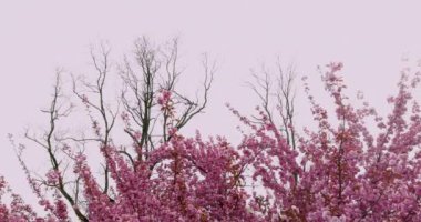Bahar güneşli gün güzel doğa sahnesi çiçek açan Sakura ağacı