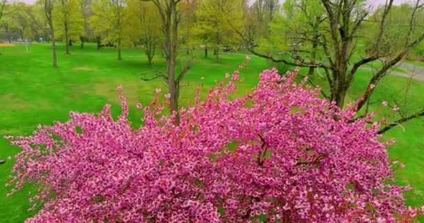 Kwitnące drzewa wiśni Sakura z różowymi kwiatami i zielonym trawnikiem wiosną — Wideo stockowe