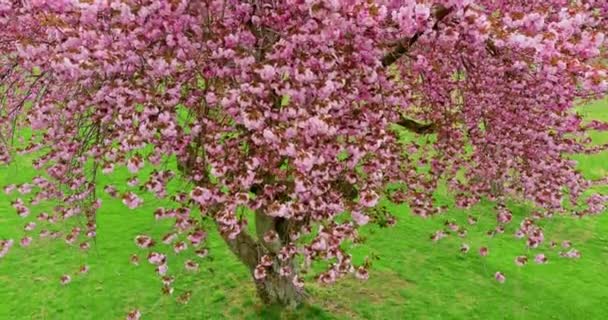 아름다운 자연의 꽃이 피는 사쿠라의 가지들 — 비디오