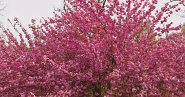 Pembe sakura Japon kiraz ağaçları bahar mevsiminde çiçek açar.