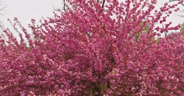 Pink sakura Japan cherry trees flower bloom in spring season — Stock Video