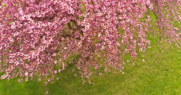 Wunderschöner Landschaftspark mit Sakura-Kirschblüten, Alleebäumen und grünem Rasen — Stockvideo