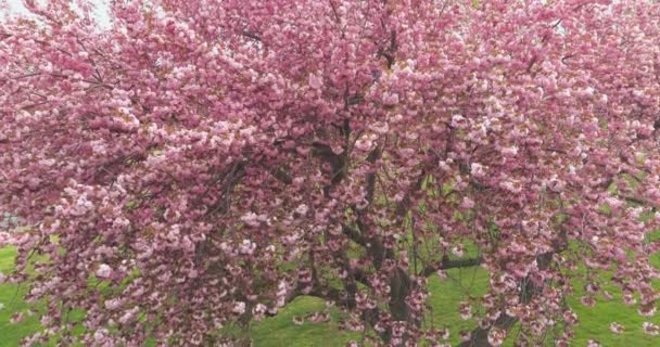 Kwiat pe ³ ny kwiat kwiaty Sakura Japonia wiśnia w ma ³ ych skupiskach na ga ³ êzi — Wideo stockowe