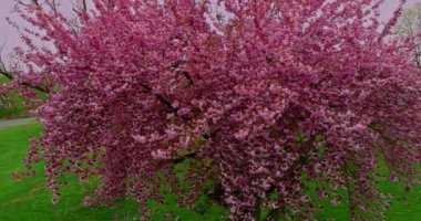Sakura ağacı pembe çiçekler açıyor güneşli bir baharda güzel manzaralı bir park.