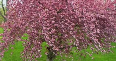 Çiçekler açan pembe Sakura ağacı güneşli bir baharda güzel manzaralı bir park.