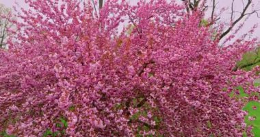 Sakura kiraz çiçekli sokak ağaçları ve yeşil çimlerle muhteşem manzaralı bir park.
