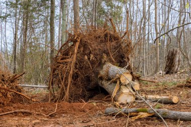 Kökleri orman kesen geniş gövdeli yeni konut inşaatı için hazırlık arazisi.