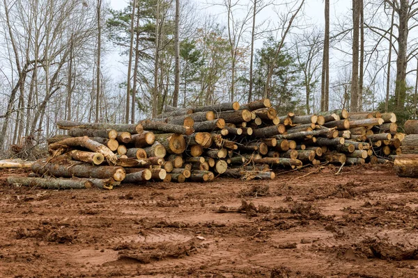 Árboles Picados Apilados Con Preparación Despejando Terreno Nueva Construcción Desarrollo —  Fotos de Stock
