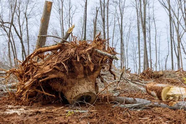 Rimozione Tronco Albero Scavo Delle Radici Del Tronco Con Nella — Foto Stock